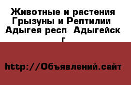 Животные и растения Грызуны и Рептилии. Адыгея респ.,Адыгейск г.